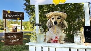 Battle of the LEMONADE STANDS  Cute Dog Sells Lemonade [upl. by Burger]