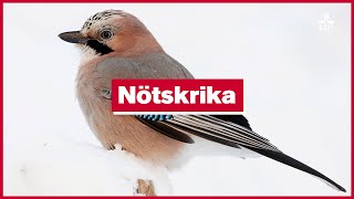 9 December Nötskrika [upl. by Gonzalo]