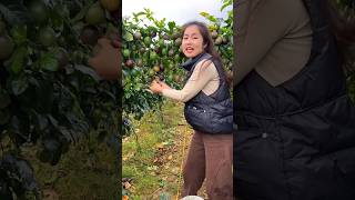 Beautiful Landscape of Delicious Passion Fruit Farm  Passion Fruit Farming shorts satisfying [upl. by Jovitta]