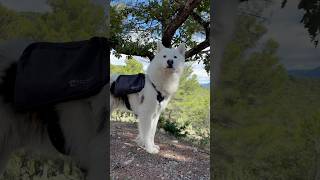 Windy Day Inspection of Vineyards and Olive Groves at Chêne Bleuyakutianlaika pets wine france [upl. by Rehpotsihc55]