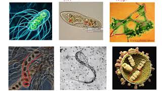 Pathogens and Antigens [upl. by Seuqramed]