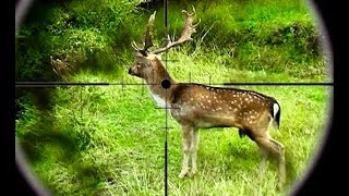 Hunting two Fallow deer with 243 and 308 Win rifles in New Zealand  238 [upl. by Frederik488]