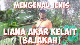 MENGENAL JENIS LIANA AKAR KELAIT BAJAKAH DARI HUTAN ALAM KALIMANTAN [upl. by Aklim]