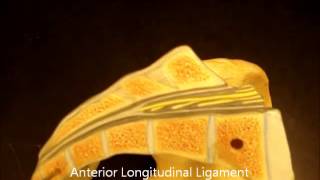 bio 141 vertebral ligaments [upl. by Alasteir]