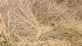 Superb Fairywren seen along the Devon Park Boundary Road [upl. by Okihcas]