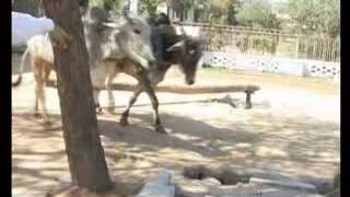 Kanpur gaushala society kanpur documentary part 01 [upl. by Allsun]