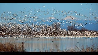 Do I have Dyscalculia Ive lost count Snow Geese at Sacramento National Wildlife Refuge2017114 [upl. by Piks]