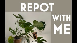 How to Fix a Leaning Monstera Repotting StepbyStep [upl. by Hooke]