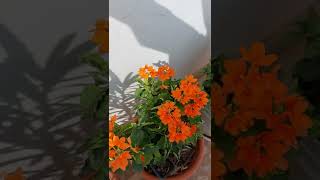 crossandra plants l kanakambaram plants l కనకాంబరం plants on sale message 6302392423 [upl. by Harriette]