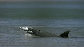 Dolphins Help Fishermen Catch Fish [upl. by Nitsid]