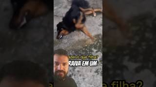 Raiva em Cachorros Sintomas Prevenção e Cuidados Essenciais animais [upl. by Argus]