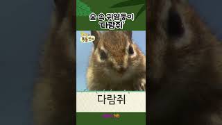 등에 검은 줄무늬가 주르륵 숲 속 귀염둥이 다람쥐ㅣ1분 한글 배우기ㅣ위키와 동물언어ㅣKBS 방송 [upl. by Halyhs]