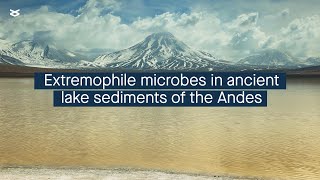 Despite extreme conditions ancient Andean lake sediments host diverse bacteria and archaea [upl. by Eynttirb]