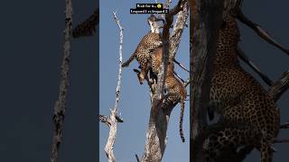 fight leopard 2 versus leopard 1 shorts wildlife animals [upl. by Yrruc736]