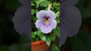 Achimenes plant [upl. by Notsua981]