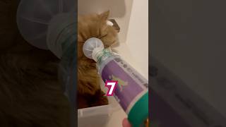 I counted to 7 during his treatment and now watch he reacts catshorts vets AeroKat Chamber [upl. by Elliven]