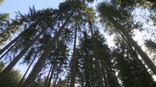 Trailer Foreste dItaliadocumentario ISPRA [upl. by Constantina]