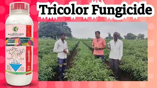 Tricolor  Trifloxystrobin 10  Difenoconazole 125 Sulfur 3 SC  Tricolor Fungicide [upl. by Gwenni]