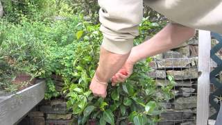 How to prune camelias [upl. by Jarlen53]