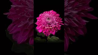 viralvideos trendingshorts kudlada hudugi music loveflowers flower [upl. by Danzig]