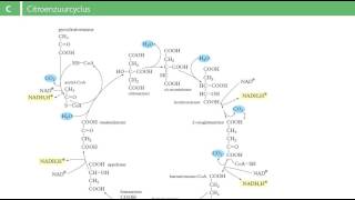 Binas tabel 68C  citroenzuurcyclus [upl. by Epstein73]
