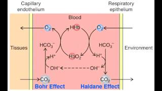 Haldane Effect amp Bohr Effect  Co2 Transport [upl. by Devondra]