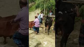 Viral cow 🐄🐄 cow cowboys farming গরু market shorts short viralvideo [upl. by Naenaj]