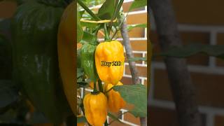 Growing Habanero Peppers from Seed to Harvest [upl. by Kleiman]