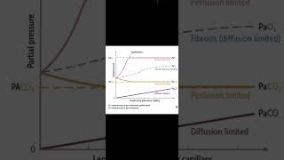 Perfusion Vs Diffusion limited in lung [upl. by Oisor]