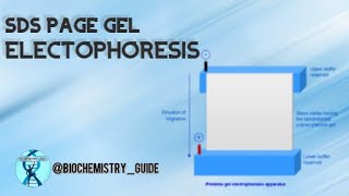 SDS Polyacrylamide Gel Electrophoresis  Vertical gel electrophoresis [upl. by Dorsey]