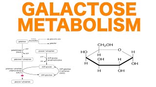 Galactose Metabolism [upl. by Kornher]