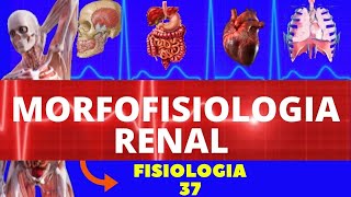 MORFOFISIOLOGIA RENAL FISIOLOGIA HUMANA SISTEMA EXCRETOR  URINÁRIO  FISIOLOGIA DE GUYTON [upl. by Childers]