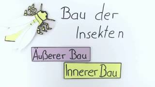 Bau der Insekten  Biologie  Ökologie [upl. by Tedda]