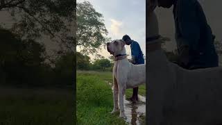 Bully Kutta Chennai bullykutta doglover rottweilerlove pets trending comedy [upl. by Yenaj30]