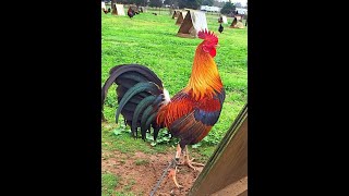 Laula Kukko  Marjatta ja Martti Pokela 1956 🎵🎼🐓😏🎵 [upl. by Dorfman]