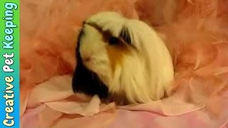 Cute Peruvian Guinea Pig  Critter Corral Guinea Pig Rescue [upl. by Heid]