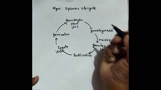 Diplontic life cycle in algae  diagram with important points [upl. by Timmy]