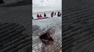 Beached Whale Anchorage Alaska shorts trending viralvideo shortvideo fishing fyp fypシ゚ [upl. by Ned]