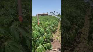 Plantio de mandioca fruit farming [upl. by Urba936]