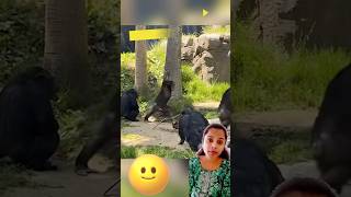 When Animals Messed With The Wrong Opponent fshorts funny comedy viral funnyvideo trending [upl. by Bois]