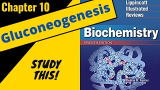 Lippincotts Biochemistry Review Chapter 10 Gluconeogenesis  Study This [upl. by Phillie280]