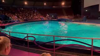 Dolfijn show ￼ dolfinarium in Harderwijk [upl. by Halverson261]