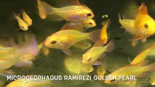 Microgeophagus ramirezi GOLDEN PEARL german bred [upl. by Weathers136]