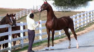 American Saddlebred Stallion  Soquilis By George [upl. by Elia]