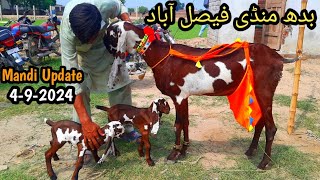 Today Latest Update Faisalabad Bakra Mandi 492024 [upl. by Irahc902]