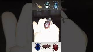 nature insects beetles bugs macleod nocpyrightvideos [upl. by Catie]