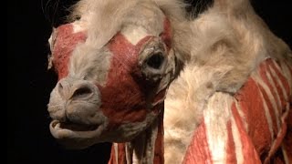 Check out the animal version of Body Worlds [upl. by Hgielsel]