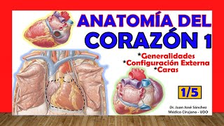 🥇 Anatomía del CORAZÓN 15  Generalidades Caras y Configuración Externa [upl. by Whetstone]