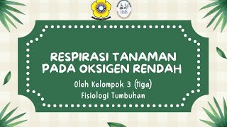 RESPIRASI TANAMAN PADA OKSIGEN RENDAHLOOKE CHASITA 08041282227038 [upl. by Strain7]