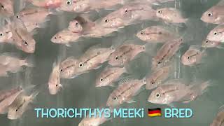 Thorichthys meeki 🇩🇪 bred [upl. by Bridgette]